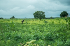Look in nearly any direction in rural Malawi and you'll see someone tending their crops.